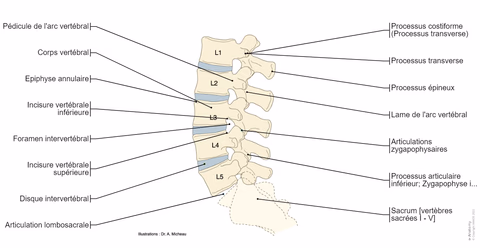 Colonne lombaire et disques intervertébraux