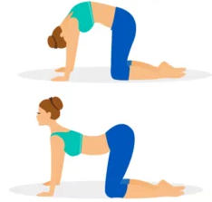 Dos de chat / dos de chien (mobilité)