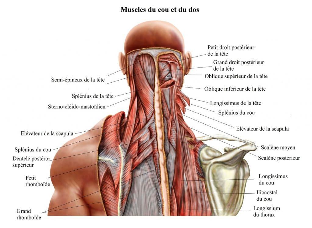 Muscles du cou et du dos